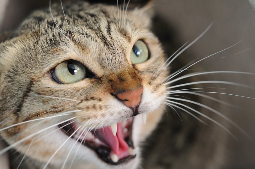 Why Do Cats Hiss?